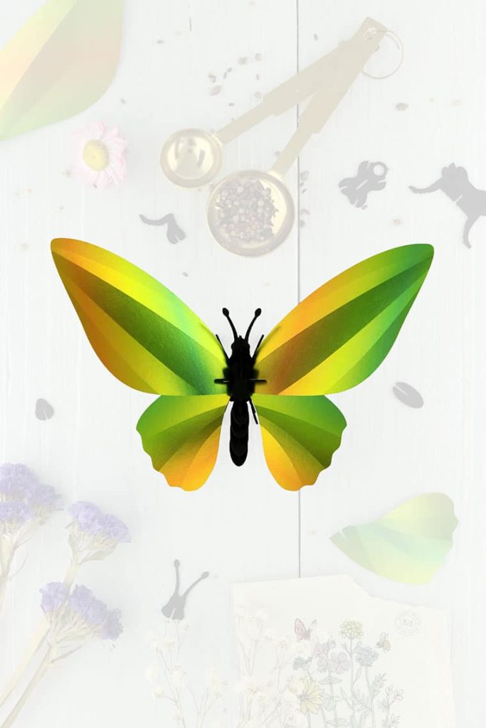 Assembli-birdwing-butterfly-mango-trans-lowmeer Assembli-birdwing-butterfly-mango-trans-low