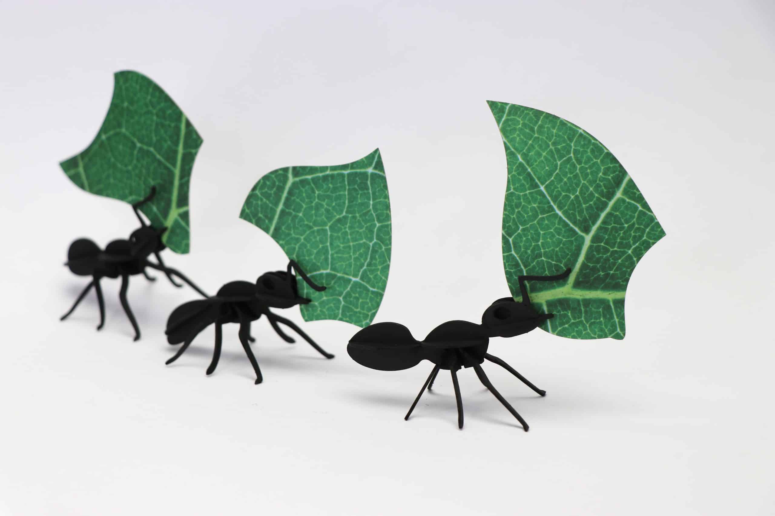 Assembli leafcutter ants achter elkaar